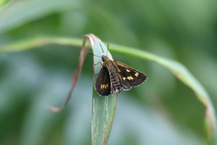 Ampittia virgata