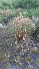 Elegia fistulosa