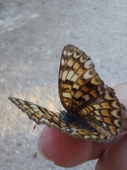 Melitaea phoebe occitanica