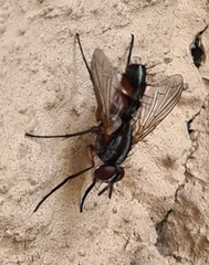 Mintho rufiventris