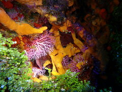 Stylaster roseus