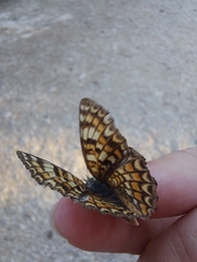 Melitaea phoebe occitanica