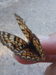 Melitaea phoebe occitanica