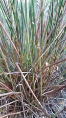 Elegia fistulosa