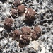 Lesser Rockbud Lichen - Photo (c) Tom Neily, some rights reserved (CC BY-NC), uploaded by Tom Neily