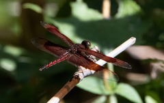 Neurothemis ramburii
