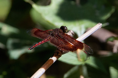 Neurothemis ramburii