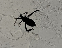 Acanthocephala thomasi