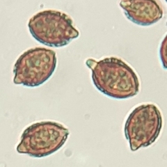 Descomyces