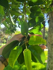 Magnoliopsida
