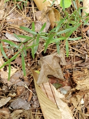 Galium uniflorum