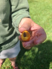 Magnoliopsida