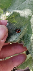 Harmonia axyridis