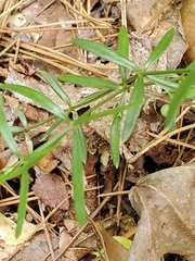 Galium uniflorum