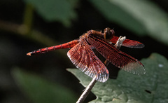 Neurothemis ramburii