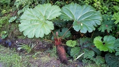 Gunnera insignis