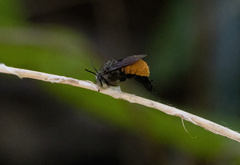 Amegilla dohertyi