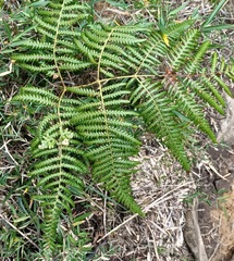 Pteridium aquilinum wightianum