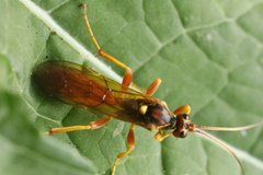 Callajoppa cirrogaster