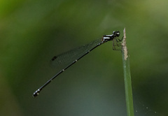 Nososticta impercepta