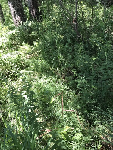 Virginia bunchflower (Melanthium virginicum)