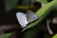 Catochrysops