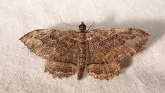 Philereme transversata