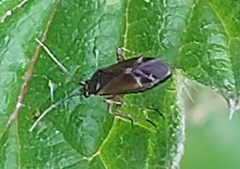 Plagiognathus arbustorum