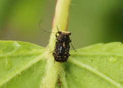 Exechesops foliatus
