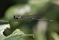 Nososticta impercepta