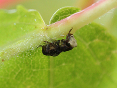 Exechesops foliatus