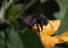 Amegilla dohertyi