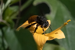 Amegilla dohertyi