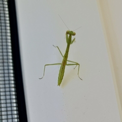 Mantidae