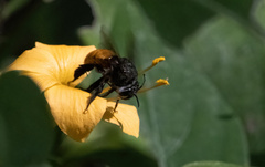 Amegilla dohertyi