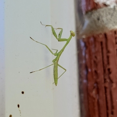 Mantidae