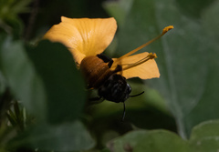 Amegilla dohertyi