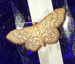 Idaea moniliata