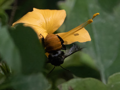 Amegilla dohertyi