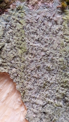 Phaeographis dendritica