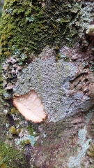 Phaeographis dendritica