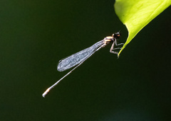 Nososticta impercepta