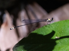 Nososticta impercepta