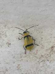 Diabrotica arcuata