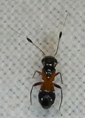 Pilophorus laetus