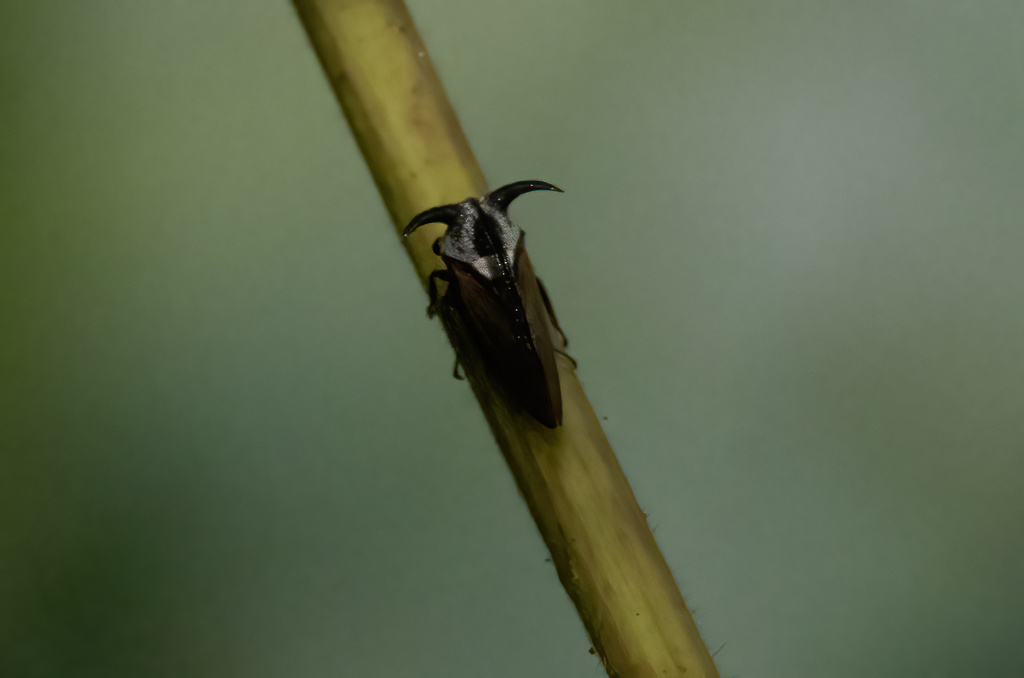 Leptocentrus pilosus