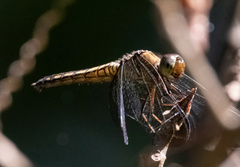 Neurothemis ramburii