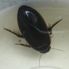 Dytiscus cordieri