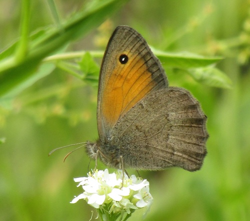 Dusky Meadow Brown