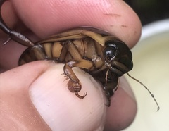 Dytiscus cordieri